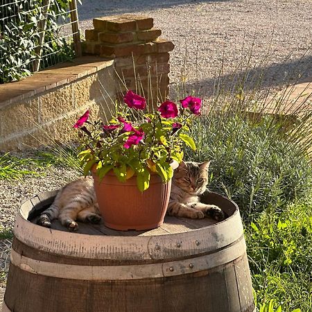 Fornace Del Conte Lejlighed Abbadia di Montepulciano Eksteriør billede