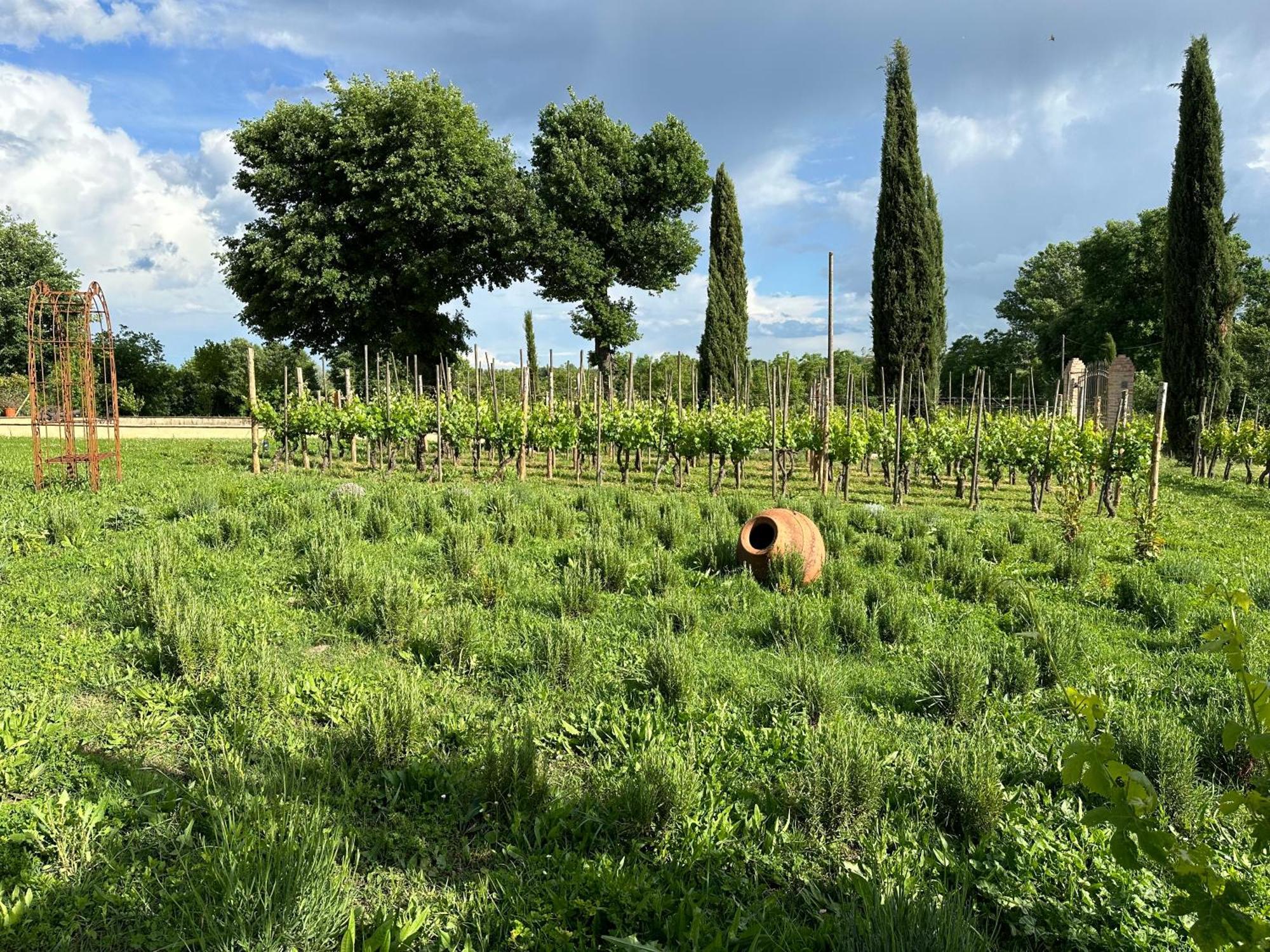 Fornace Del Conte Lejlighed Abbadia di Montepulciano Eksteriør billede